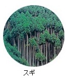 スギ