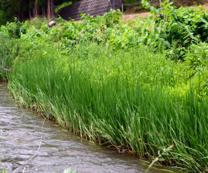川辺(写真)