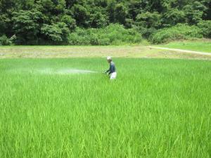 除草剤をまく男性（写真）
