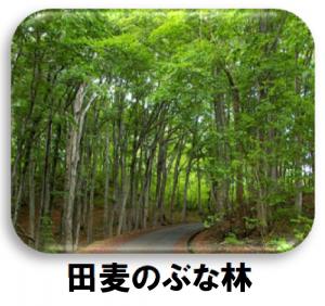 田麦のぶな林