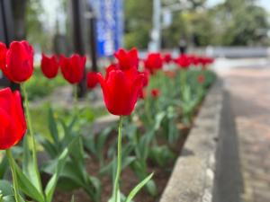 4月の花壇北側のチューリップの様子(写真)