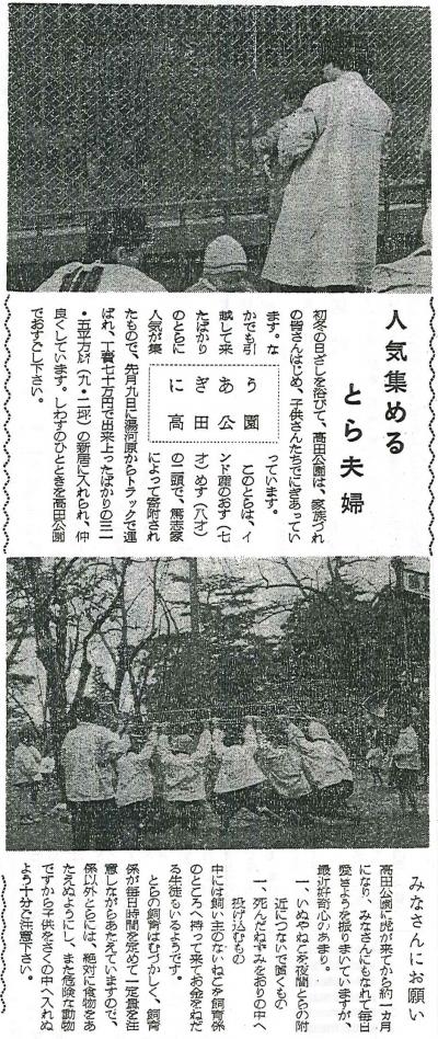 「広報たかだ」136号記事切り抜き。人気集めるとら夫婦。にぎあう高田公園。このとらは、インド産のおす（7歳）とめす（8歳）の2頭で、11月9日に湯河原からトラックで運ばれ、出来上がったばかりの31.5平方メートル（9.2坪）の新居に入れられ仲良くしています（画像）