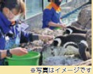 うみがたり こどもインターンシップ　イメージ写真