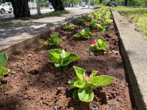 植栽後のベゴニアの花の様子(写真)