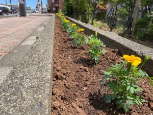 植栽後のマリーゴールドの花の様子(写真)