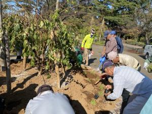 花壇の周囲の芝桜植付け（写真）
