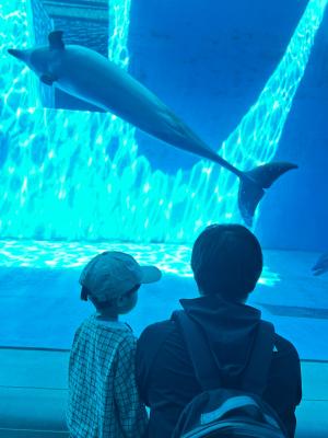 イルカを見る藤原さん親子(写真)