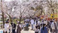 第99回観桜会の様子（写真）