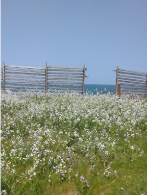 海と柵と白い花の写真