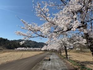 満開の桜の木（写真）