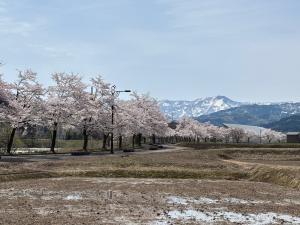 満開の桜並木と菱ヶ岳（写真）