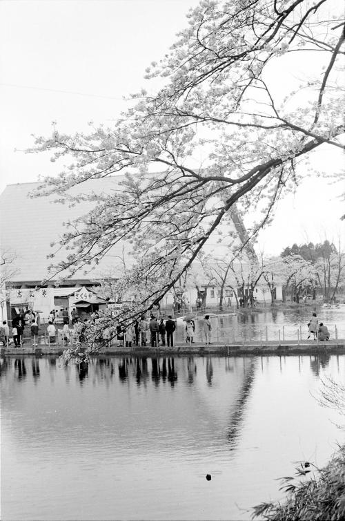 広報写真「1966年の観桜会」（画像）