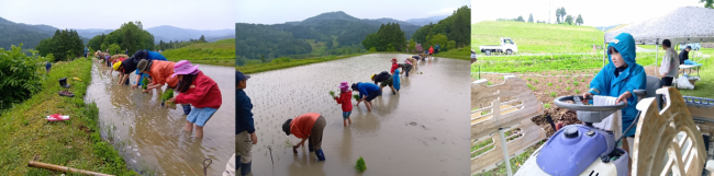 田植え体験の様子（写真）