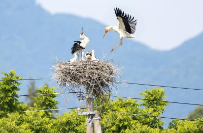 コウノトリの写真