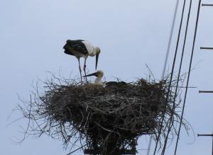 コウノトリ（親鳥）の写真