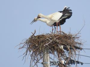 コウノトリ（親鳥）の写真
