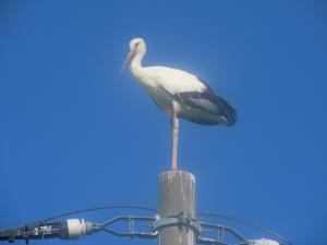 コウノトリ（ヒナ）の写真