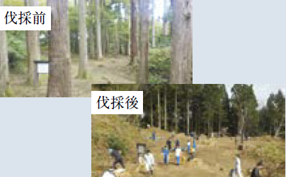 伐採前・伐採後の写真