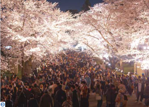 （写真3）ライトアップされた桜と大勢の来場者