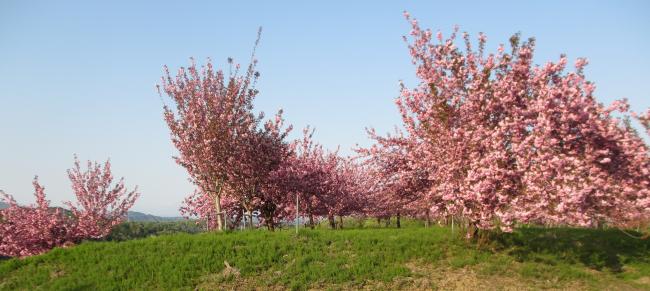 見ごろとなった桜の様子（写真）