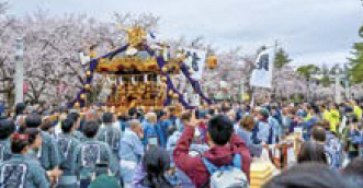 満開の桜とお神輿（写真）