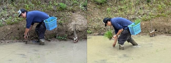 手作業で田植えをする斉藤隊員（写真）
