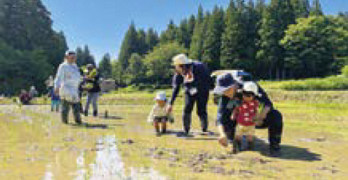 水が張られた田んぼで田植えをする親子連れ参加者（写真）