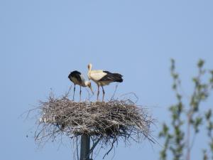 コウノトリ（親鳥）の写真