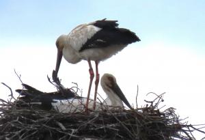 コウノトリ（親鳥）の写真