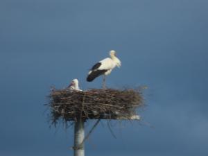 コウノトリ（ヒナ）の写真