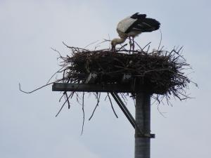 コウノトリ（親鳥）の写真