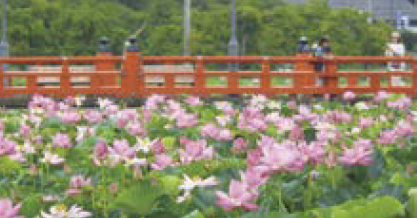 堀を埋め尽くす蓮の花（写真）