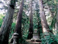 日吉神社の大スギ（画像）